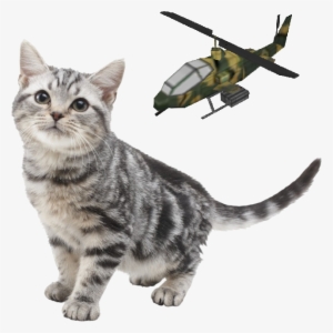 Nintendogs Cat And Helicopter - Nintendogs And Cats