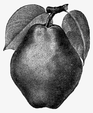 Digital Stamp Design - Illustration Vintage Fruit Pear
