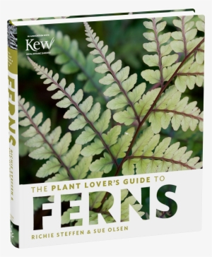 The Plant Lover's Guide To Ferns