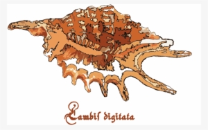 Download Shell Animated Clipart Clip Art Seashell Crab - Ophioglossolambis Digitata