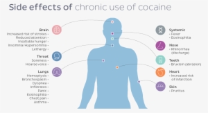 Side Effects Of Cocaine - Diagram