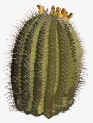 Ferocactus Wislizeni - Hedgehog Cactus