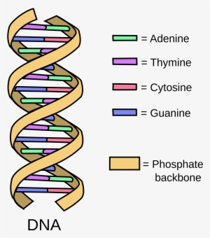 What Is The Function Of Dna A Close Examination Of - Dna Structure Basic