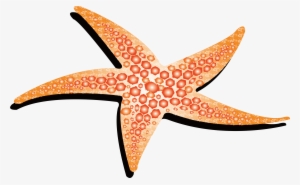 Yellow Starfish 4214*4214 Transprent Png Free - Estrella De Mar Animada Png