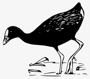 Purple Gallinule Clip Art Free Vector - Pato Blanco Y Negro Png