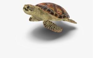 Turtle Png Picture - Transparent Background Turtle Png Transparent