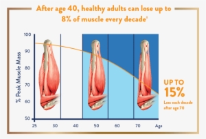 Adult's Muscle Loss Every Decade After 40 - Ensure Gold Wheat 400g