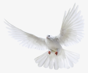 Pigeon Png Images Free Pigeon Png Pictures Download - Pigeon Png