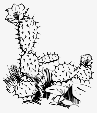 How To Set Use Cactus Svg Vector