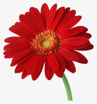 Free Stock Gerbera - Transparent Background Daisies Png