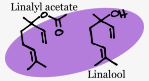 Minor Volatile Components That Contribute To The Scent - Chemical Structure Of Lavender