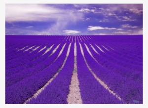 Champs Lavande Ok - Most Beautiful Lavender Flowers Farm
