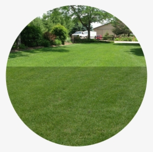 Top-notch Service - Community Lawn Care