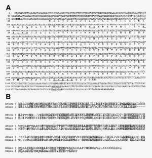 Nucleotide And Deduced Protein Sequences Of Rat Dnase - Nucleic Acid Sequence