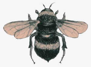 Transparent/sticker Blg Soft Grunge Blg - Bee Transparent