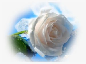 Мои Любимые - Rosas Blanca Con Cielo