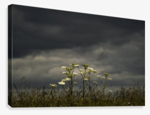 Wildflowers Blossoming Under An Ominous Dark Sky