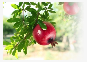 Use Of Pomegranate - Calcium Deficiency In Pomegranate