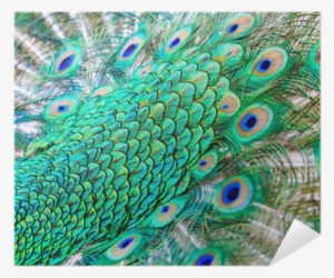 Feather