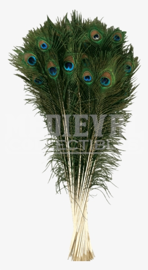 Natural Peacock Tail Plume - Zucker Feather Products Peacock Tail Eyes, 25-35",
