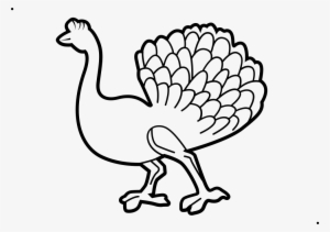 Peacock - Stroke Comments - Cartoon