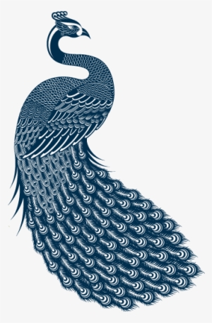 The Original Peacock's Feathers Band Was Based In South - Peacock Music