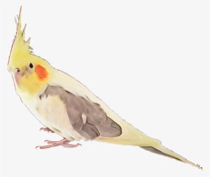 Cockatiel Bird Feather Feathers Exotic Bird Coolorful - Cockatiel