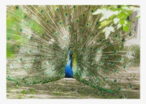 Peacocks