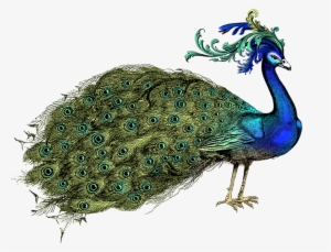 Hand Holding A Fan Peacock - Peafowl