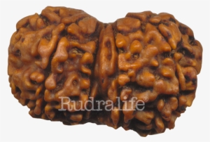 Gaurishankar - Gauri Shankar Rudraksha