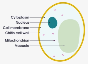 Open - Animal Cell Diagram Gcse