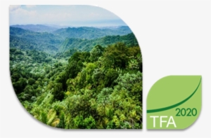 Accelerating Action On 2020 Commitments - Tree
