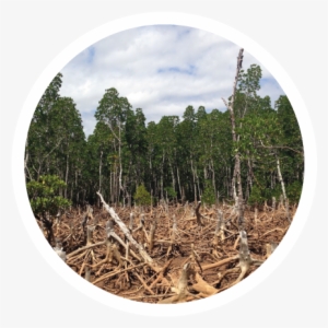 Picto Quizz Actu Deforestation - Black Ship To Hell [book]