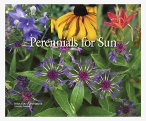 Perennials For Sun - Perennial Plant