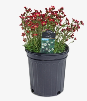 Perennial Plant