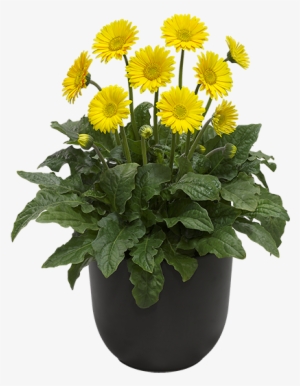 Cut Flower Drought Tolerant Drought Tolerant Perennial - 花苗 宿根ガーベラ スマイル 1株