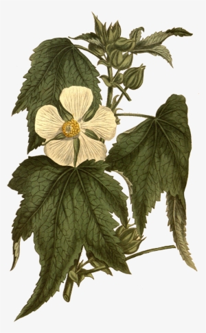 As Png Free Download - Botanical Illustration