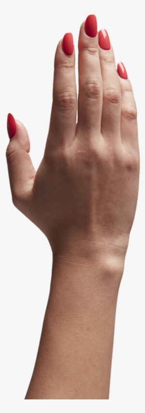 Search For - - Animal Testing