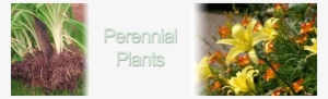Bareroot Perennials Info - Hemerocallis