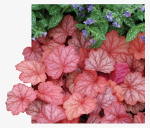 Perennials - Heuchera Georgia Peach Plants