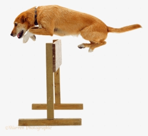 Dog Jumping Hurtle - Dog Jumping A Hurdle