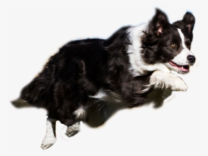 Agility Resources Thats My Super Dog Png Library Stock - Border Collie Agility Png
