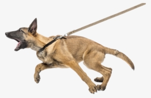 Lmo Web Dogagression - Dog Lunging