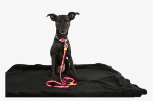 The Hardest Part Is The Consistency And Dedication - Dog