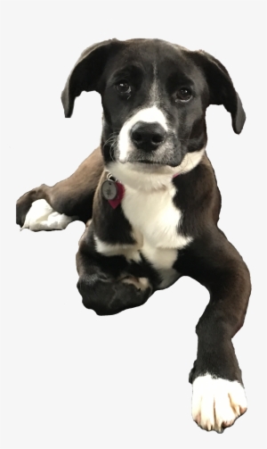 Sofia, The Infinite Media Corp Mascot - Dog Catches Something