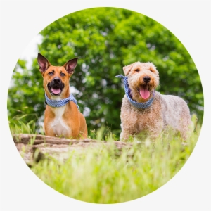 Pet Imagery By Lauren Kaplan - Airedale Terrier