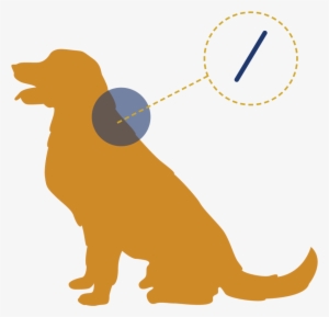 Learn More About Microchipping - Silhouette Golden Retriever Clipart