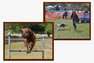 Sage Jumping And Strider, Red And White Border Collie - Border Collie