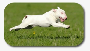 How Can I Give My Big Dog Eye Drops When He Is Always - Dog