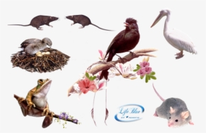 Clip Art, Animal Kingdom, Deviantart, Animals, Animais, - Animal